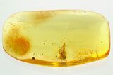 Huge Fossil Pseudoscorpion (Pseudoscorpiones) In Baltic Amber #362682-1